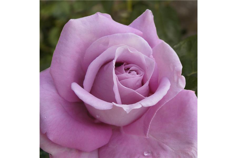 HYBRID TEA STD